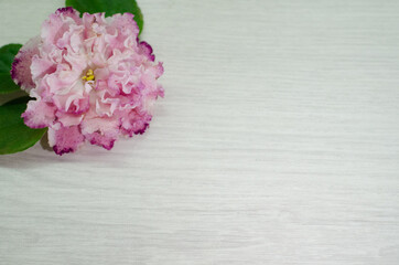 flower white background