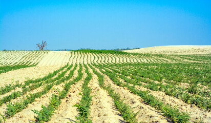 Fototapeta na wymiar Rows of gram crop in the desert