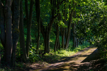 path in the woods with sunlight
