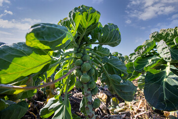 Macro shots of fresh Brussels sprouts. brussels sprouts background. Close-up of raw, fresh and...