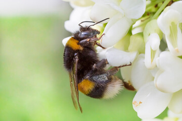 bumblebee sitting on white blossoming of acacia tree