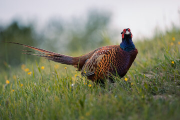 Fasan (Phasianus) nahaufnahme