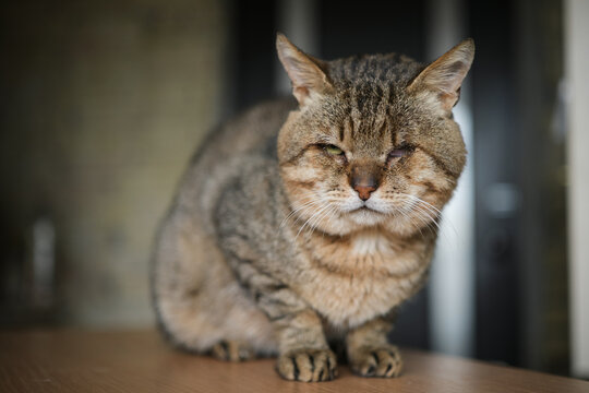 a one eyed cat sitting in the shelter. Old stray cat with ill eye in the shelter. High quality photo