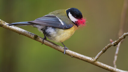 Kohlmeise (Parus major) auf einem Ast