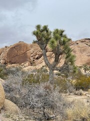 The Desert