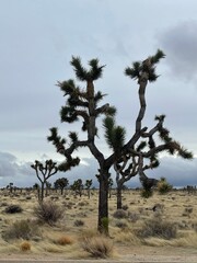 Fototapeta premium The Desert