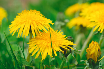 Yellow flowers of blooming dandelions in green grass outdoors. Close-up. Low angle view. Spring and summer background.