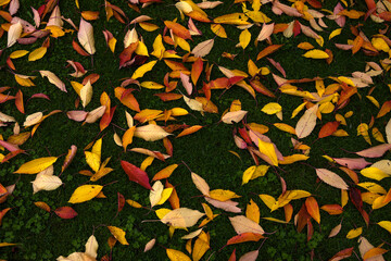 Fallen Autumn leaves on the cloister garden lawn, Melrose Abbey, Melrose, Scottish Borders, UK