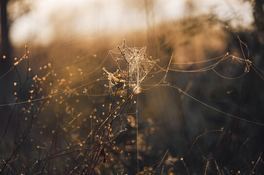 Spinnennetz im Sonnenaufgang