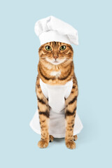 A cute red cat and a white chefs hat. Isolated on a colored background. Studio photo.