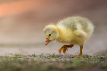 Baby duck