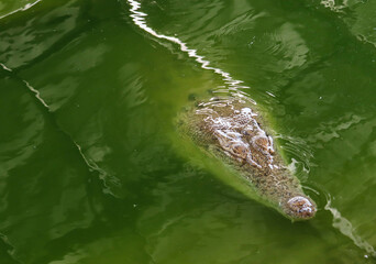 Crocodiles bask in the sun. Crocodiles in the pond. Crocodile farm. Cultivation of crocodiles. Crocodile sharp teeth.