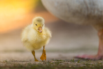 Baby duck
