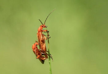 Urocza para czerwonych chrząszczy na wiosennej zielonej łące