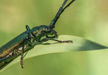 Śliczny zielony chrząszcz na wiosennej zielonej łące - obrazy, fototapety, plakaty