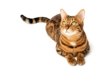 Bengal cat sitting in full growth on a white background.