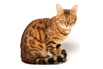 Bengal cat on white background sits sideways