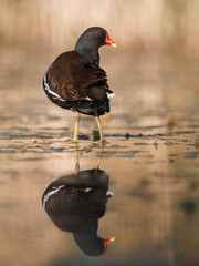 Teichralle (Gallinula chloropus), Teichhuhn auf einem See