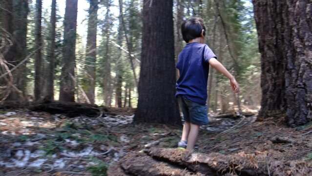 child explores walks through forests yosemite national park, california, redwoods, between giant trees in summer concept learn explore vacation nature lifestyle family colors sequoia, usa
