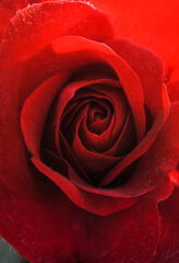 Detail of petals from the center of a rose. Close-up rose. Red.