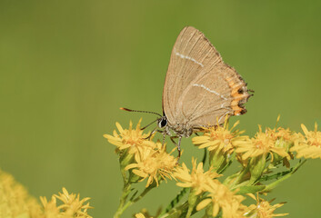 Fototapeta na wymiar Piękny barwny motyl wśród żółtych kwiatów na zielonej łące