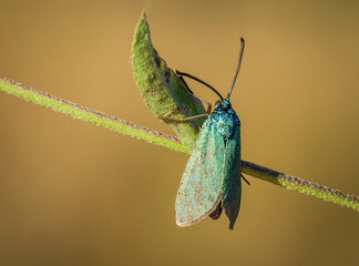 Piękny błękitny motyl na zielonej łące