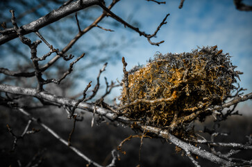 Bird's Nest