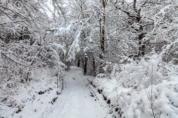 Picturesque snow trees in a winter atmosphere after the recent heavy snowfall. Winter snow trees,...