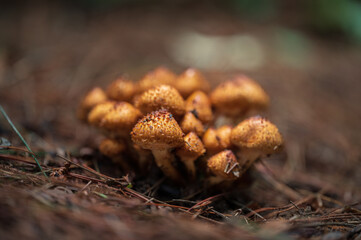 Selective focus of orange wild mushrooms in autumn. Wild mushrooms growing on the forest floor.
