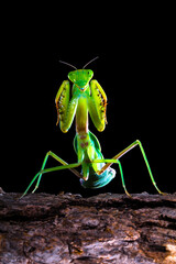 The praying mantis is any insect of the order Mantodea