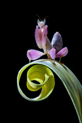 Orchid mantis Hymenopus coronatus is a mantis from the tropical forests of Southeast Asia