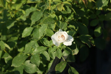 white rose in the garden