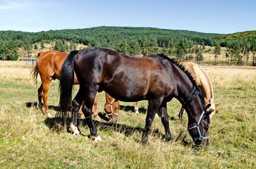 Mountain landscape and beautiful horses on an autumn meadow, Plana mountain, Bulgaria 