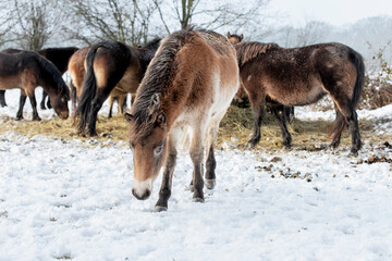 a herd of exmoor ponies at a feeding place in the winter landscape