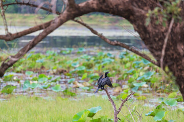 Anhinga