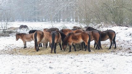 exmoor ponies at a feeding place in the snow