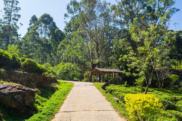 Tea plantation