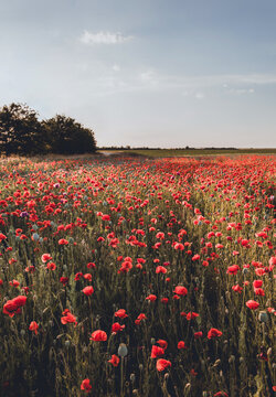 Vertical photo of red poppy flower field and sky at dusk. Beautiful spring natural floral background © eshana_blue