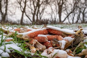 Corn in the field among the first snow.