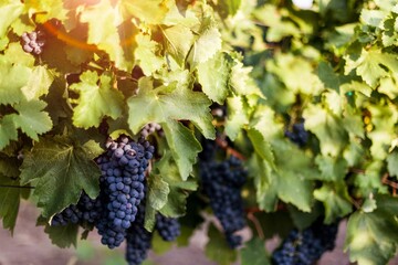 Colorful ripe sweet grapes at champagne vineyards