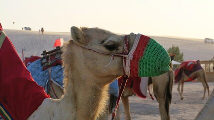 Camel at a desert camp