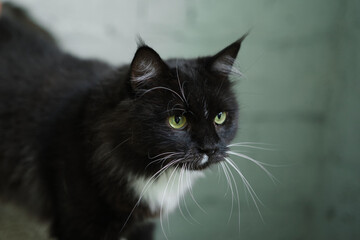 Hungry cat with green eyes looking and waiting for food. High quality photo