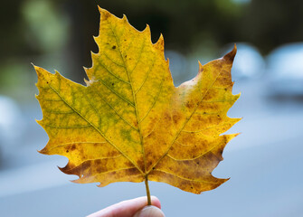 Maple leaf. Human fingers holding leaf with blurred background.