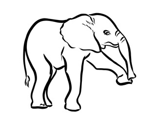 Line drawing at the zoo of baby elephant 