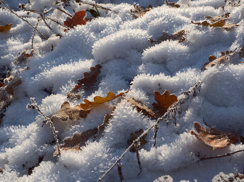 Raureif auf Waldboden mit Bl&auml;ttern.
