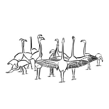 black and white flamingos flock clip art preview