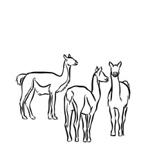 Line drawing at the zoo of Guanaco camelids in the llama family