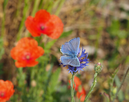 Schmetterling auf einer Kornblume sitzend
