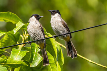The sooty-headed bulbul (Pycnonotus aurigaster) is a species of songbird in the Bulbul family,