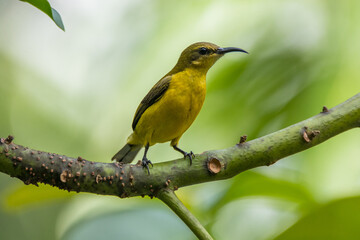 The garden sunbird (Cinnyris jugularis), previously known as the olive-backed sunbird, is a species of passerine bird in the family Nectariniidae